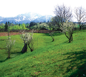 Rarau Mountains - Suceava