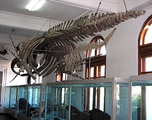 Grigore Antipa National Museum of Natural History, Bucharest